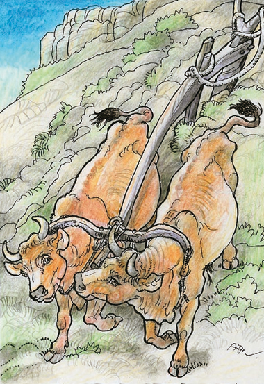 “Bue”, illustrazione di Alfredo Brasioli, 2014.