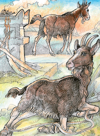 “Capra”, illustrazione di Alfredo Brasioli, 2014.