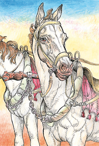 Cavallo. Nobile e forte Cavallo. Nobile e forte