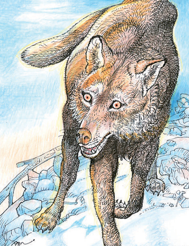 “Lupo”, illustrazione di Alfredo Brasioli, 2014.