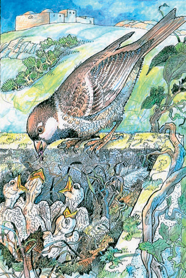 Passero. Fragile e indifeso