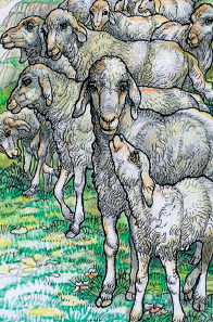 Animali della Bibbia: pecora